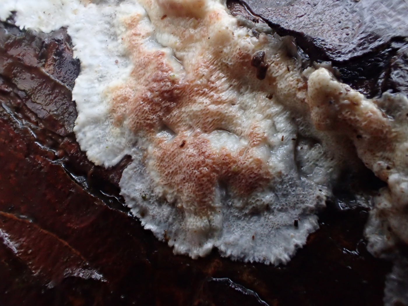 Photo © Sarah Ebdon Meripilus sanguinolentus by Sarah Ebdon